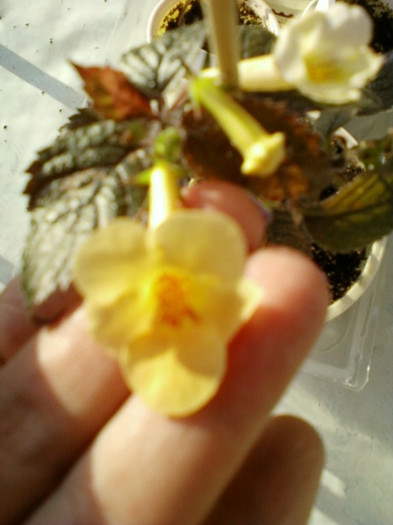 6 septembrie 2012-flori 037 6 septembrie 2012-flori 037