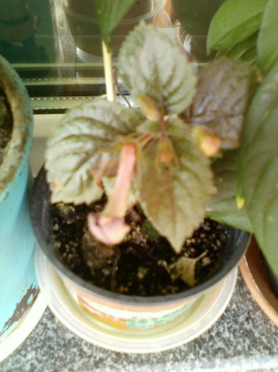 6 septembrie 2012-flori 042 6 septembrie 2012-flori 042