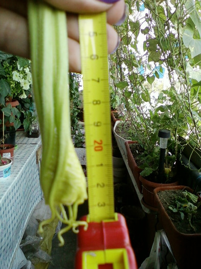 6 septembrie 2012-flori 050