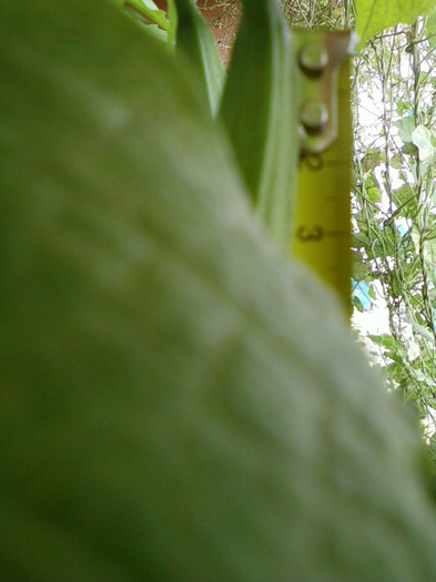 brugmansia galbena-norela :)