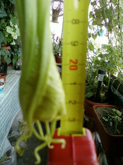 6 septembrie 2012-flori 051