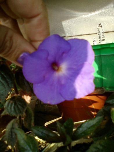 6 septembrie 2012-flori 033