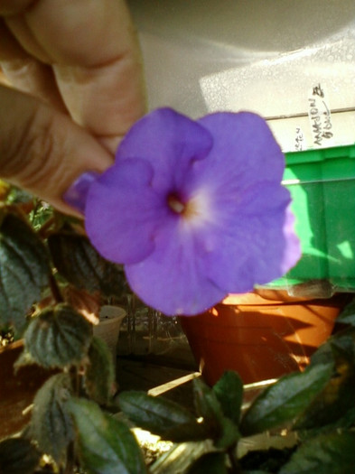 6 septembrie 2012-flori 040