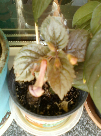 6 septembrie 2012-flori 041