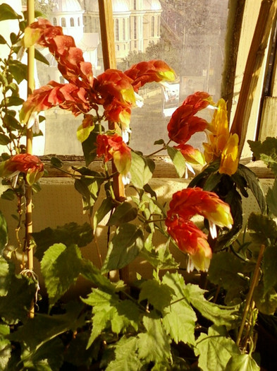 6 septembrie 2012-flori 016