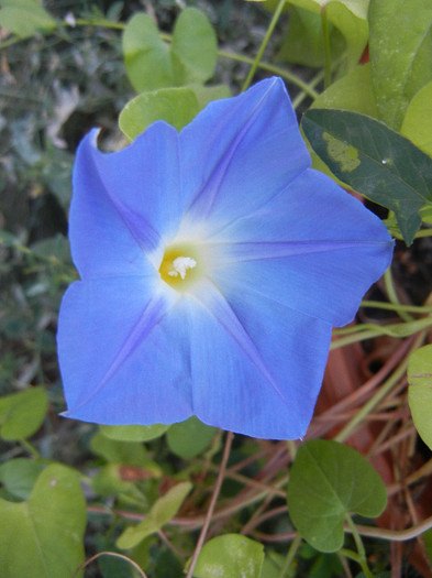 Blue Morning Glory (2012, Sep.06) - Blue Morning Glory