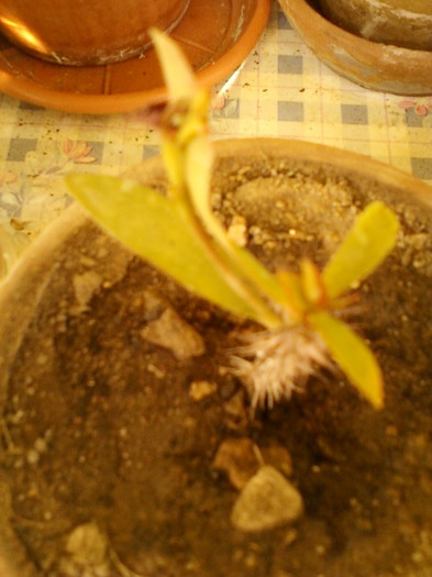 6 septembrie 2012-flori 021 - euphorbia milii-coroana lui iisus