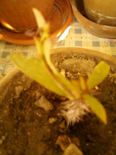 6 septembrie 2012-flori 025 - euphorbia milii-coroana lui iisus