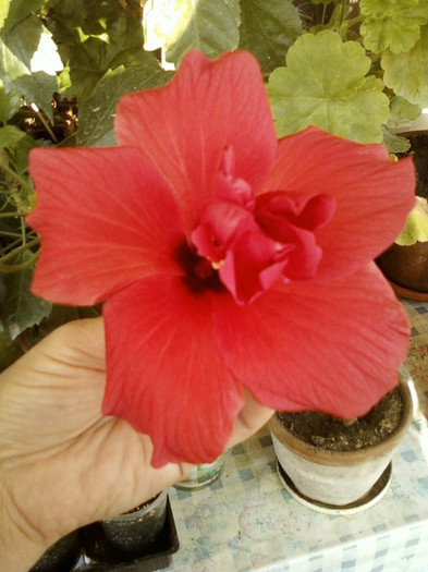 6 septembrie 2012-flori 020 - hibiscus -1