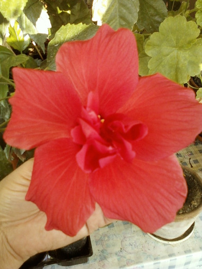 6 septembrie 2012-flori 024 - hibiscus -1