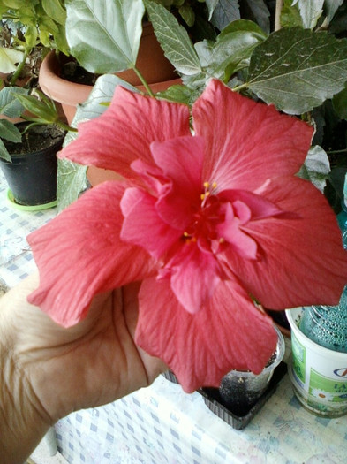 6 septembrie 2012-flori 047 - hibiscus -1