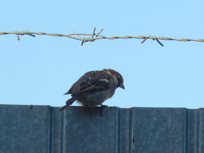 House Sparrow_Vrabiuta (2012, Sep.02)