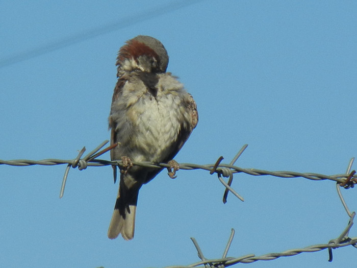 House Sparrow_Vrabiuta (2012, Sep.02)