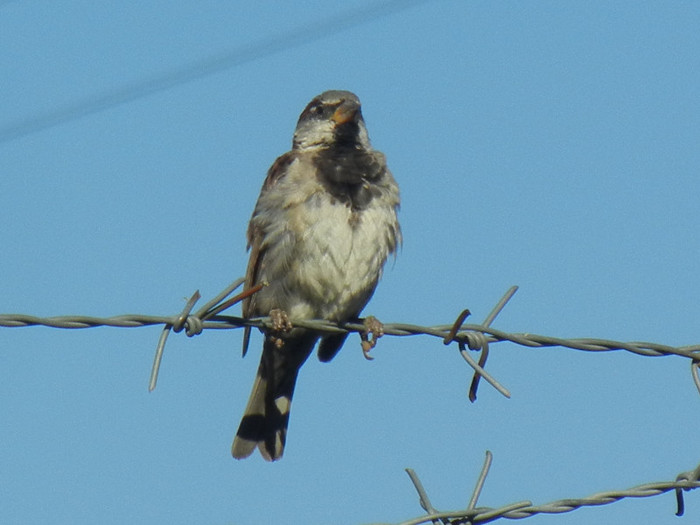 House Sparrow_Vrabiuta (2012, Sep.02)