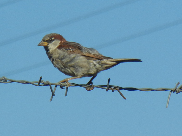 House Sparrow_Vrabiuta (2012, Sep.02)