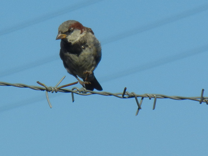 House Sparrow_Vrabiuta (2012, Sep.02) - House Sparrow_Vrabiuta