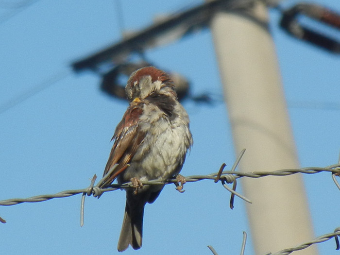 House Sparrow_Vrabiuta (2012, Sep.02)