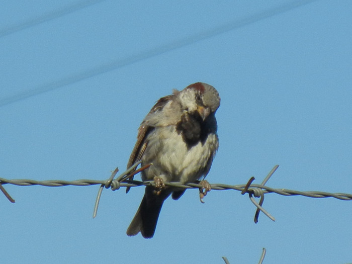 House Sparrow_Vrabiuta (2012, Sep.02)
