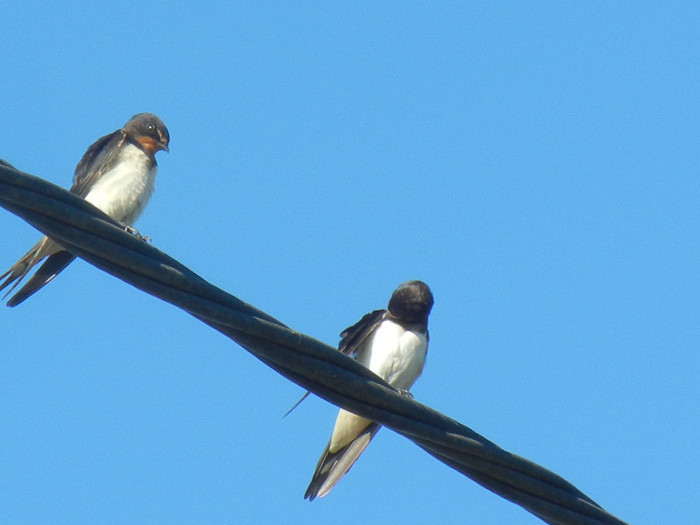 Hirundo rustica (2012, September 02) - Barn Swallow_Randunica