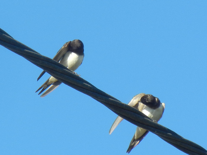 Hirundo rustica (2012, September 02)