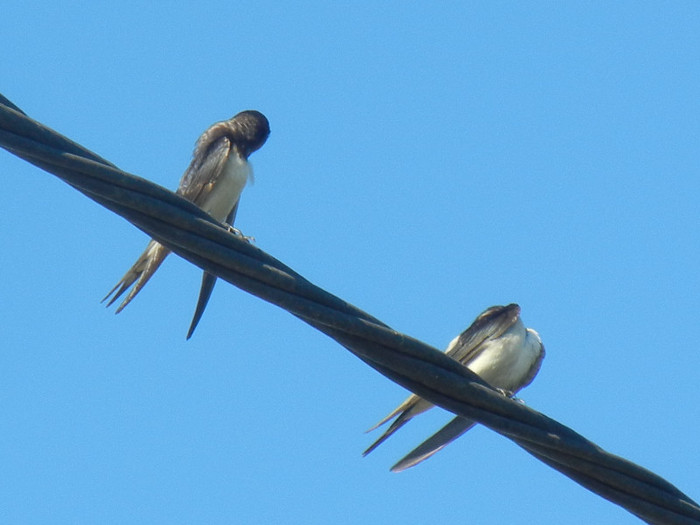 Hirundo rustica (2012, September 02)