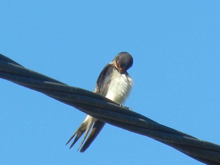 Hirundo rustica (2012, September 02) - Barn Swallow_Randunica