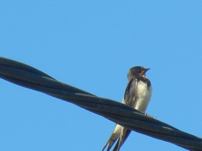 Hirundo rustica (2012, September 02) - Barn Swallow_Randunica