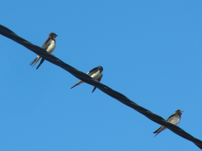 Barn Swallow_Randunica (2012, Sep.02)