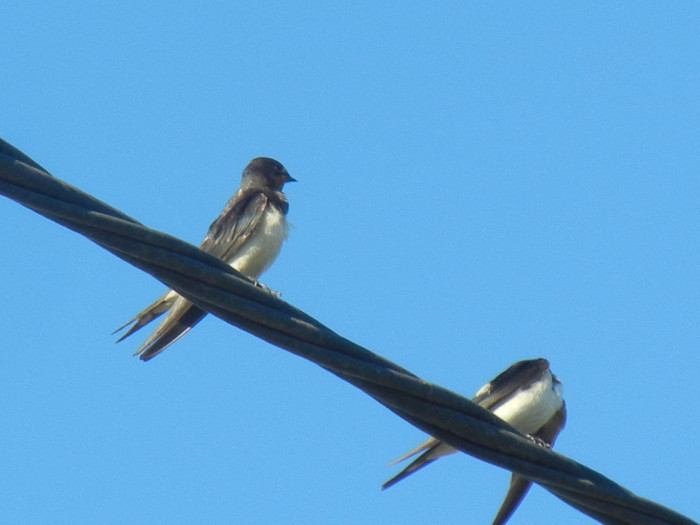 Barn Swallow_Randunica (2012, Sep.02)