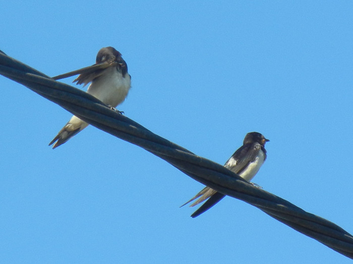 Barn Swallow_Randunica (2012, Sep.02)