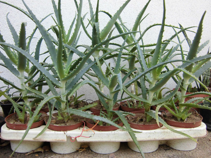 August 2012 - Aloe arborescens-experiment