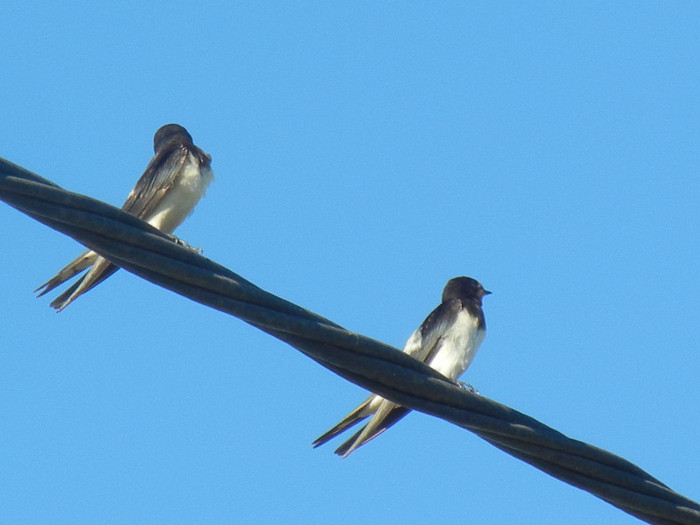 Barn Swallow_Randunica (2012, Sep.02)