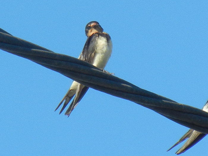 Barn Swallow_Randunica (2012, Sep.02)