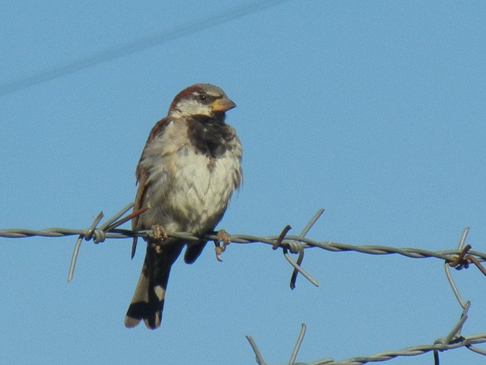 House Sparrow_Vrabiuta (2012, Sep.02)