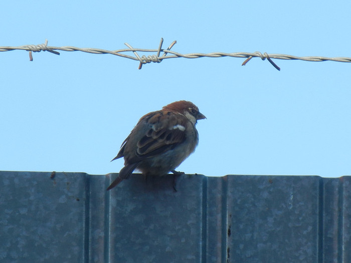 House Sparrow_Vrabiuta (2012, Sep.02)