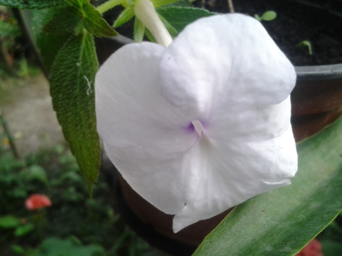 2012-09-06 08.19.13 - achimenes