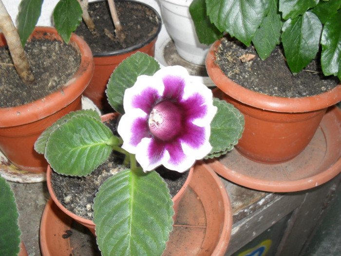 gloxinie mov bordata cu alb 2012 de la luk20