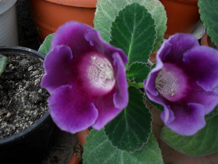 gloxinie mov simpla 2012  de la luk20