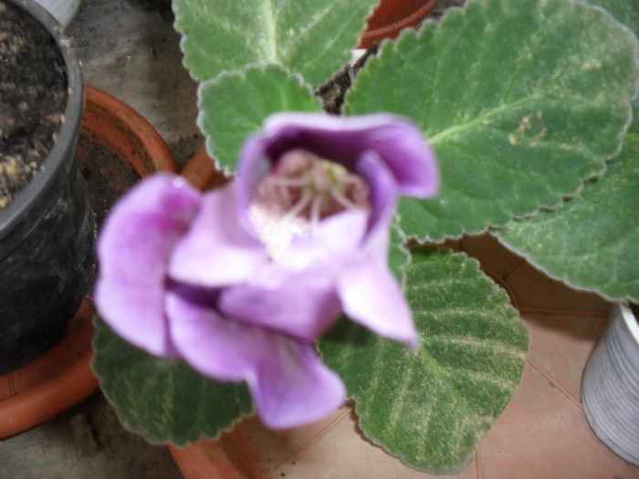 gloxinie mov simpla 2012 de la luk20