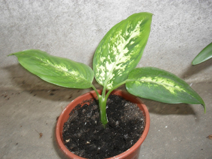 Dieffenbachia 2012 - Dieffenbachia