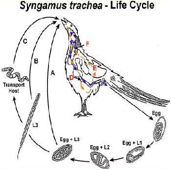 evolutie infestatie - I nformatii utile crescatorilor