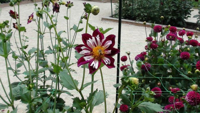 DSC01123 - Expozitia de dalii de la Parc Floral Vincennes -Paris 2012