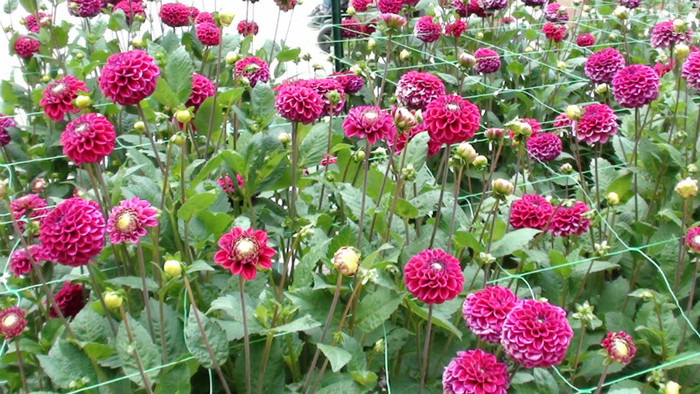 DSC01124 - Expozitia de dalii de la Parc Floral Vincennes -Paris 2012