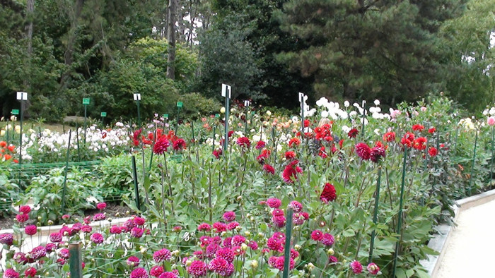 DSC01125 - Expozitia de dalii de la Parc Floral Vincennes -Paris 2012