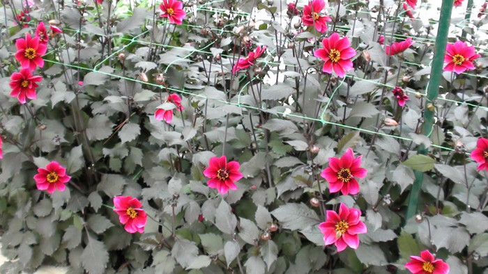 DSC01131 - Expozitia de dalii de la Parc Floral Vincennes -Paris 2012