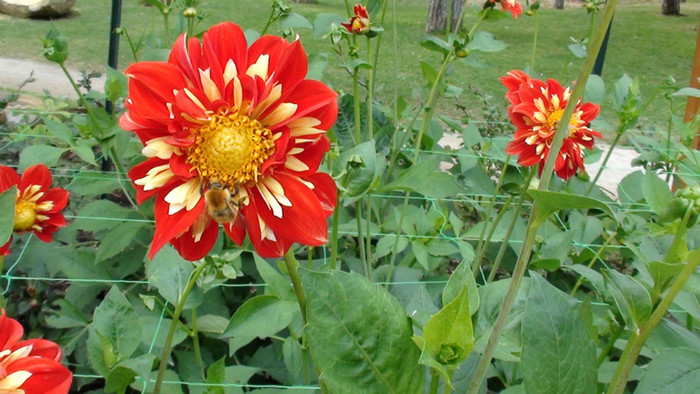 DSC01136 - Expozitia de dalii de la Parc Floral Vincennes -Paris 2012