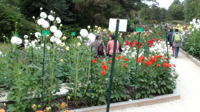 DSC01140 - Expozitia de dalii de la Parc Floral Vincennes -Paris 2012