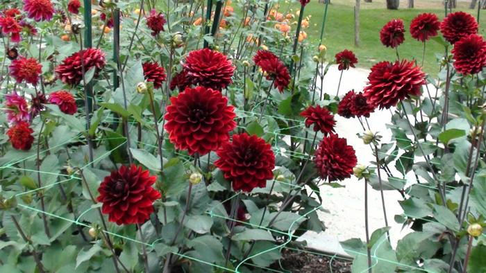 DSC01142 - Expozitia de dalii de la Parc Floral Vincennes -Paris 2012