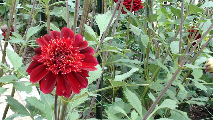 DSC01146 - Expozitia de dalii de la Parc Floral Vincennes -Paris 2012