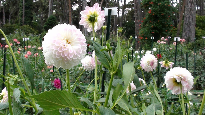 DSC01205 - Expozitia de dalii de la Parc Floral Vincennes -Paris 2012